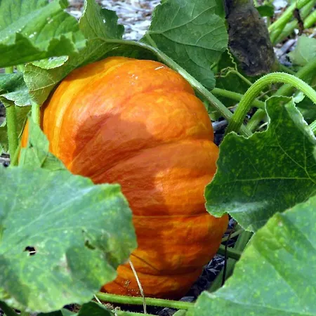 La Brasserie D'hotes De Delphine 住宿加早餐酒店 Saulgé