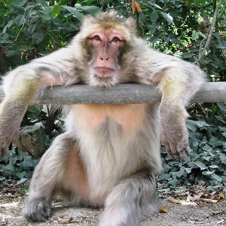 La Brasserie D'hotes De Delphine 3*